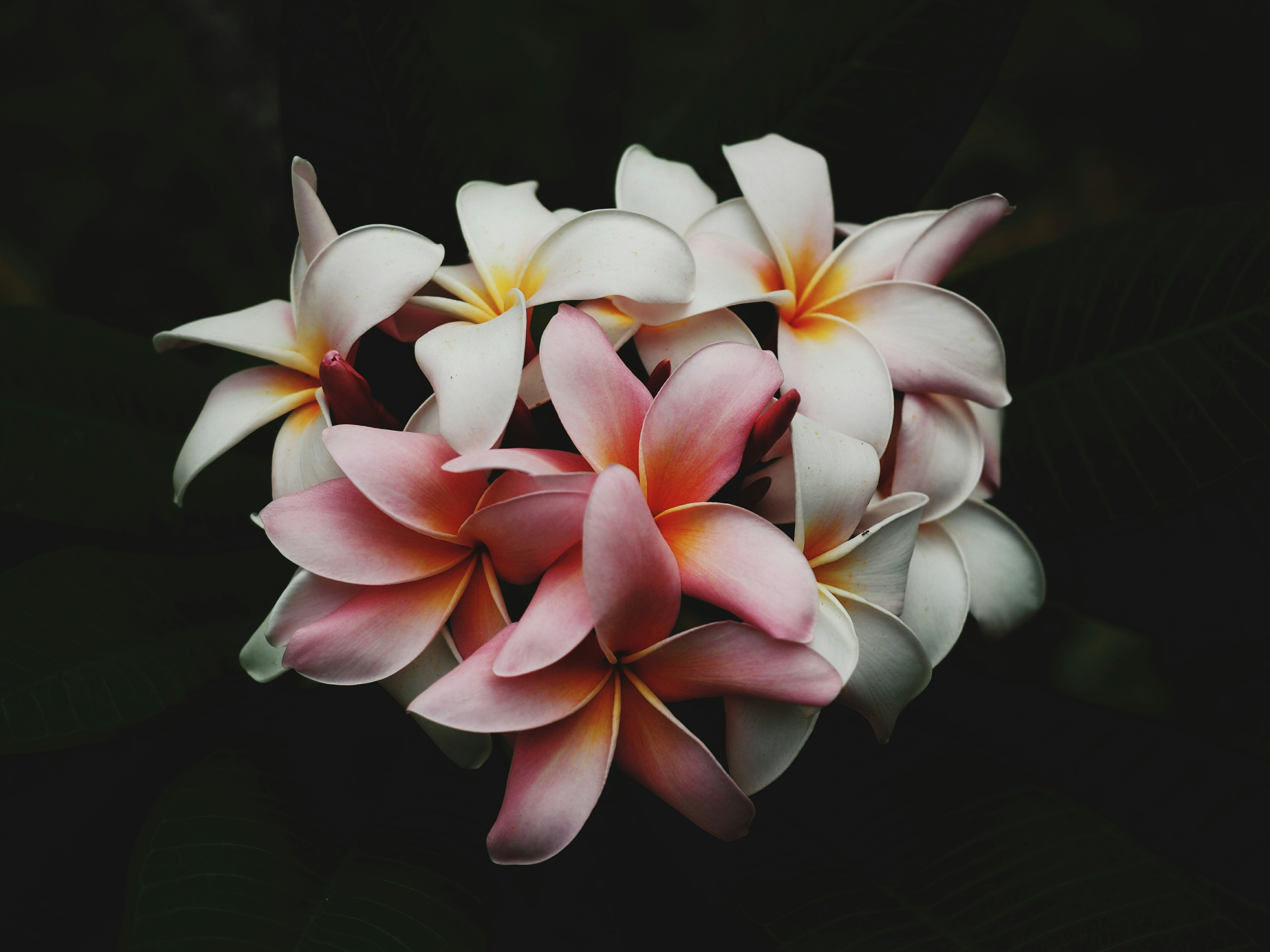 Why Vanilla Is the World's Most Beloved Scent