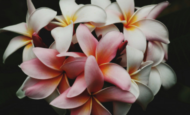 Why Vanilla Is the World's Most Beloved Scent
